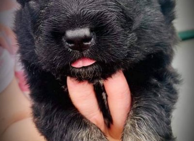 2CaucasianShepherd1623227235