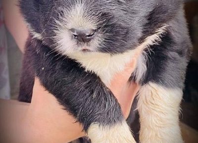 3CaucasianShepherd1623227235