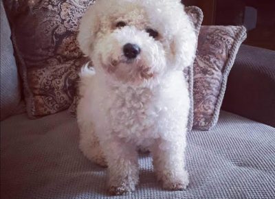 3kovrdzavibison1624604349