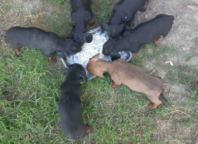 3kratkodlakijazavicar1624171369