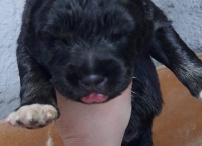 4CaucasianShepherd1623227235