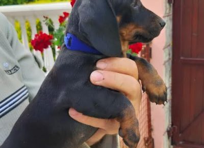 4kratkodlakijazavicar1624171376