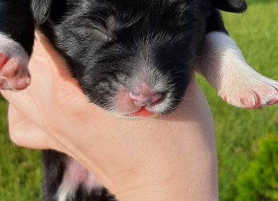 5CaucasianShepherd1623227235