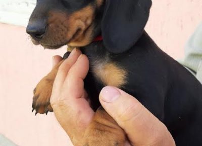 5kratkodlakijazavicar1624171383