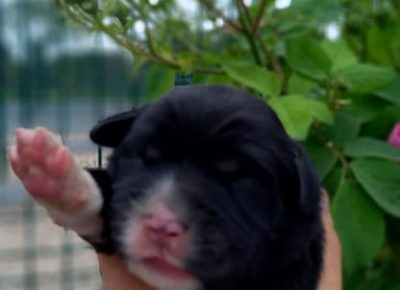 6CaucasianShepherd1623227236