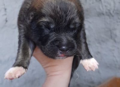 7CaucasianShepherd1623227234