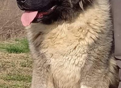 9CaucasianShepherd1623227236