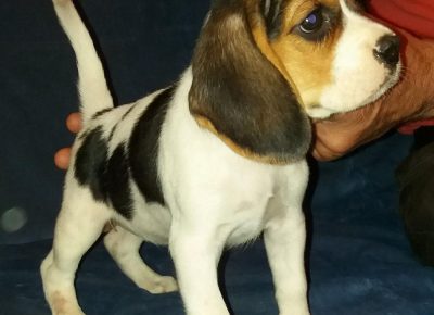 BIgliććć31622551200