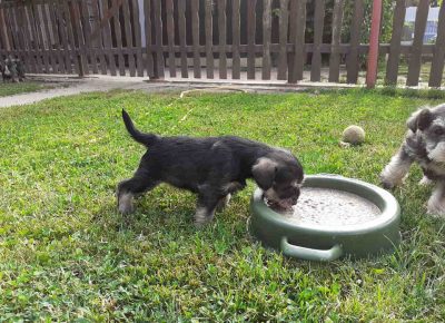 BTpšnauc31623764574