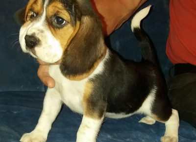 Bigliććć21622551200