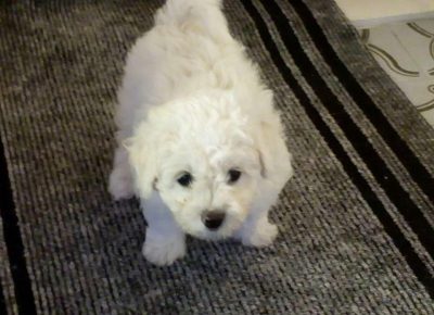 Bisonnenad31622993107