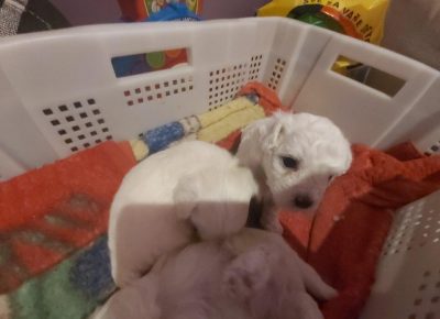 Bisonnenad41622993108