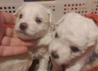 Bisonnenad51622993108