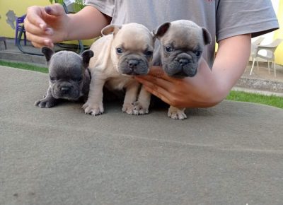 FBARminbule31623744519