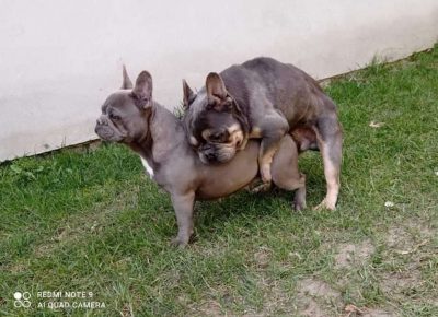 FBASrminblue61623744518