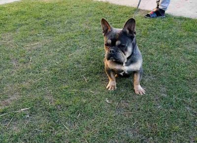 FBArminblue41623744518