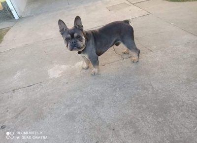 FBArminblue51623744518