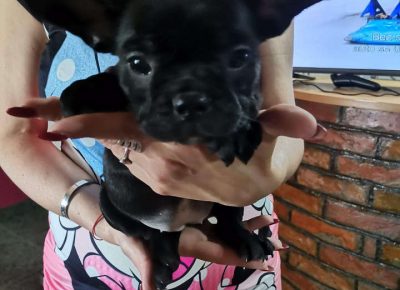 Frbulluka31624891610