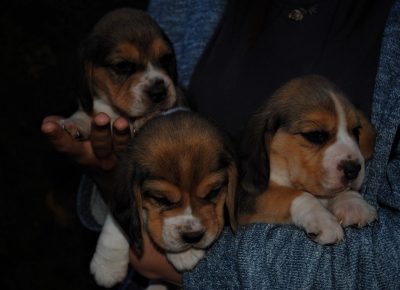 IMGf9eb0a3ab0c87c9ec690855230f47149V1623181206