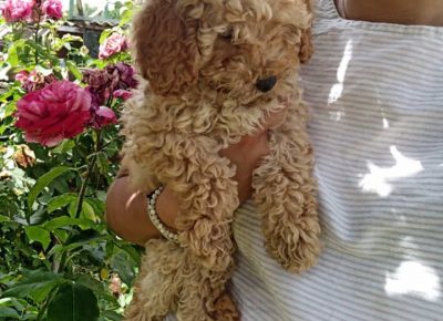 JELENAPUDLE11624736634