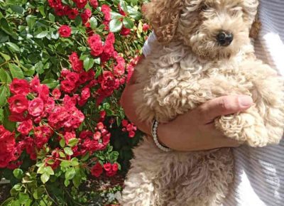 JELENAPUDLE21624736635