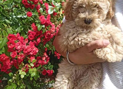 JELENAPUDLE41624736635