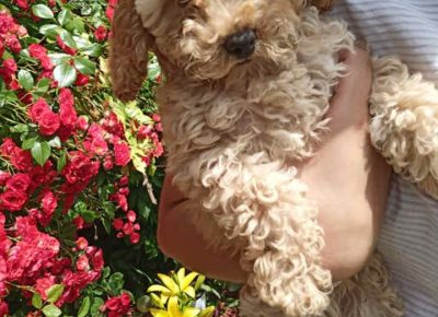 JELENApudle31624736634