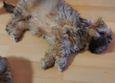 Shihlavic31623170771