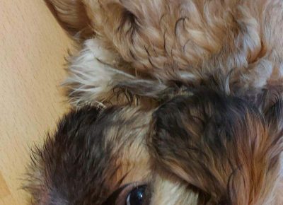 Shihlavic41623170771