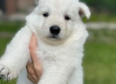 belisvajcarskiovcar011623271111