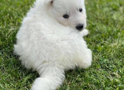 belisvajcarskiovcar021623271111