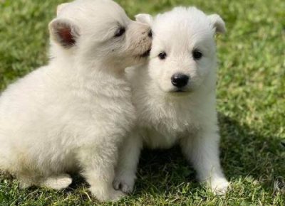 belisvajcarskiovcar031623271111