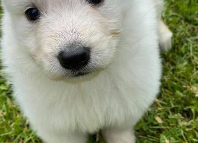 belisvajcarskiovcar051623271110