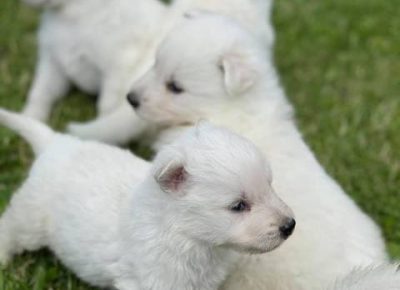 belisvajcarskiovcar061623271110