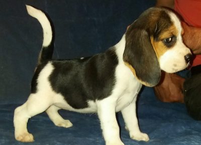 bigačbiglićć111622551200