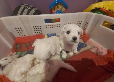 bisonnenad21622993107