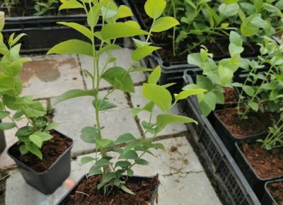 borovnicasadnice1622918489