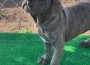 canecorso021624117657