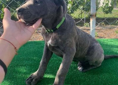 canecorso031624117659