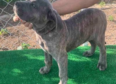 canecorso041624117663