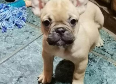 frbulluka11624891609