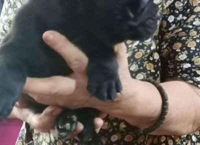 frbulluka21624891610