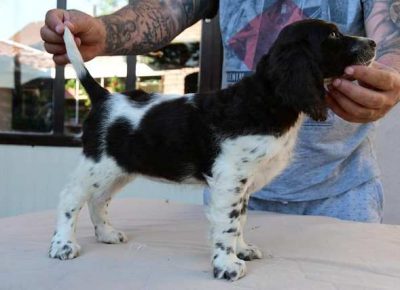 nemackiprepelicar011623074075