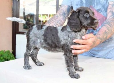 nemackiprepelicar021623074076