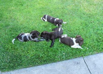 nemackiprepelicar061623074076