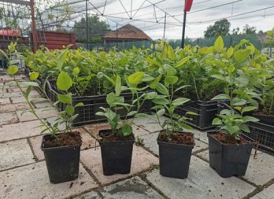 sadniceborovnice1622918484