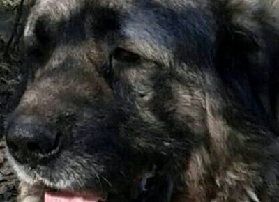 sarplaninci061623761077