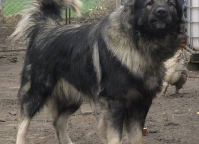 sarplaninci081623761077