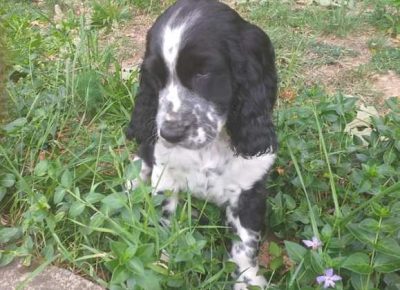 springerspanijel011622757650