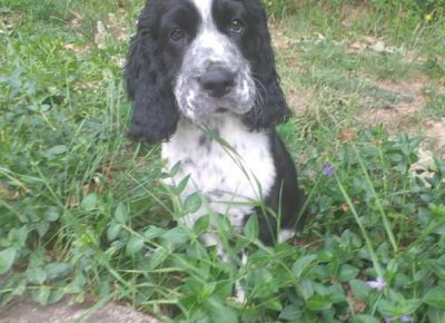 springerspanijel021622757651